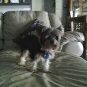 Meet your Posher, Rosie